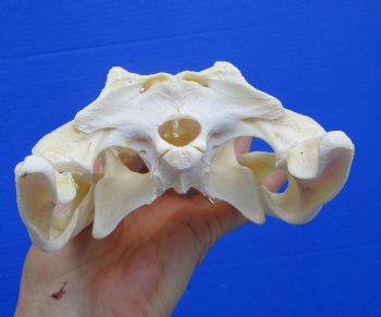 Authentic Nile Crocodile Skull, Real Crocodylus niloticus (10") (CITES #P000045227) - Buy this one for  $99.99