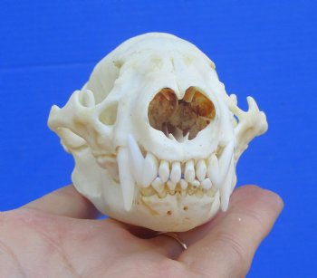 4-3/8 inches Badger Skull for Sale - $64.99