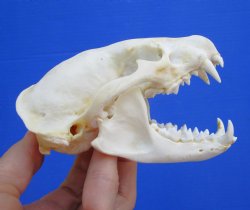 4-3/8 inches Badger Skull for Sale - $64.99