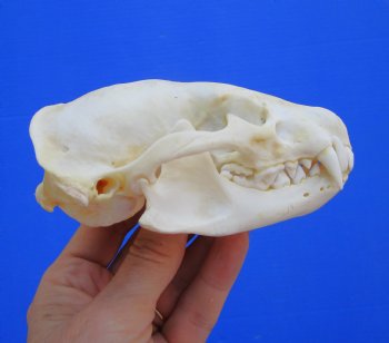 4-3/8 inches Badger Skull for Sale - $64.99