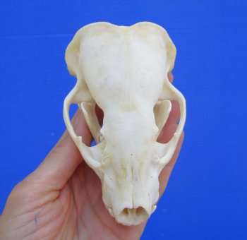 4-3/8 inches Badger Skull for Sale - $64.99