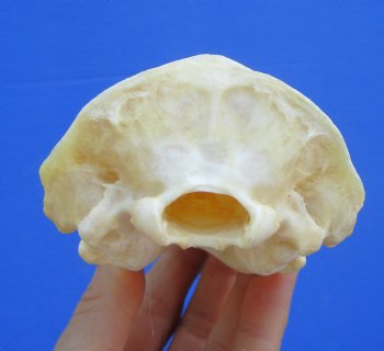 4-3/8 inches Badger Skull for Sale - $64.99