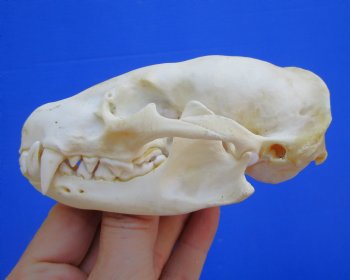 4-3/8 inches Badger Skull for Sale - $64.99