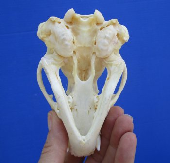 4-3/8 inches Badger Skull for Sale - $64.99