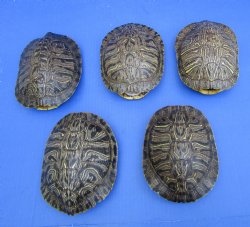 Red Eared Slider Turtle Shells 6-1/4-6-7/8 Inches (5 pieces)  - Buy these for $18 each