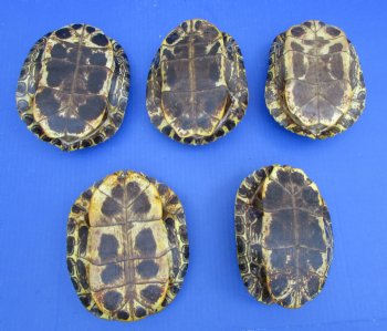 Red Eared Slider Turtle Shells 6-1/4-6-7/8 Inches (5 pieces)  - Buy these for $18 each