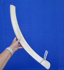 African Giraffe Rib Bone for Crafts (25.50") - Buy for $64.99