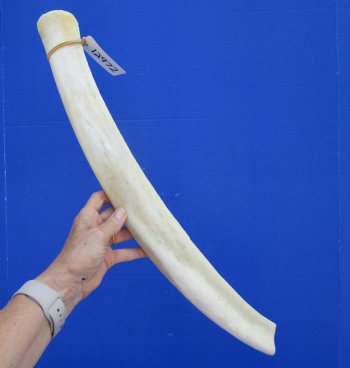 African Giraffe Rib Bone for Crafts (25.50") - Buy for $64.99