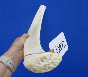 African Giraffe Rib Bone for Crafts (25.50") - Buy for $64.99