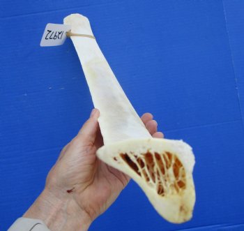 African Giraffe Rib Bone for Crafts (25.50") - Buy for $64.99