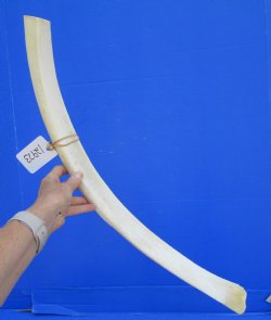 African Giraffe Rib Bone for Crafts (27.25") - Buy for $64.99