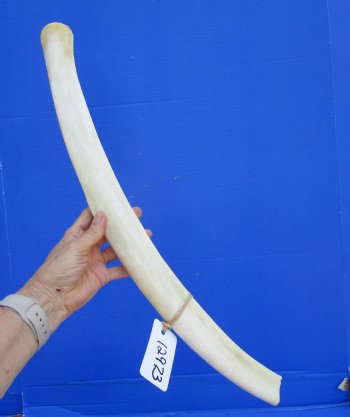 African Giraffe Rib Bone for Crafts (27.25") - Buy for $64.99