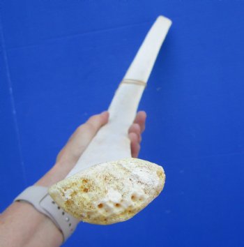 African Giraffe Rib Bone for Crafts (27.25") - Buy for $64.99