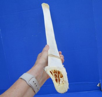 African Giraffe Rib Bone for Crafts (27.25") - Buy for $64.99
