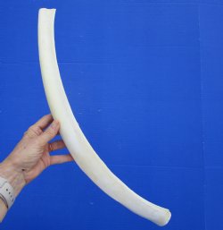 African Giraffe Rib Bone for Crafts (23.50") - Buy for $64.99