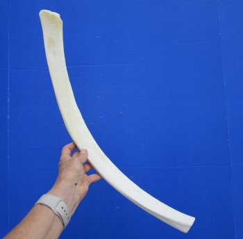 African Giraffe Rib Bone for Crafts (23.50") - Buy for $64.99