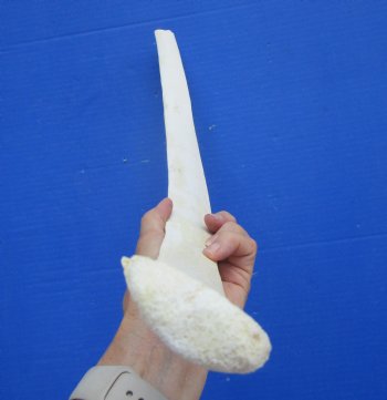 African Giraffe Rib Bone for Crafts (23.50") - Buy for $64.99
