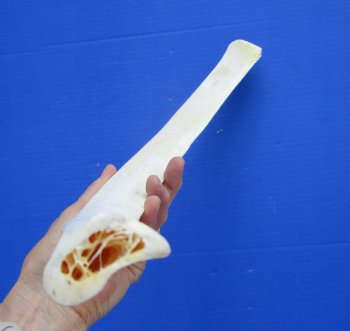 African Giraffe Rib Bone for Crafts (23.50") - Buy for $64.99