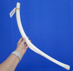 African Giraffe Rib Bone for Crafts (26.25") - Buy for $64.99
