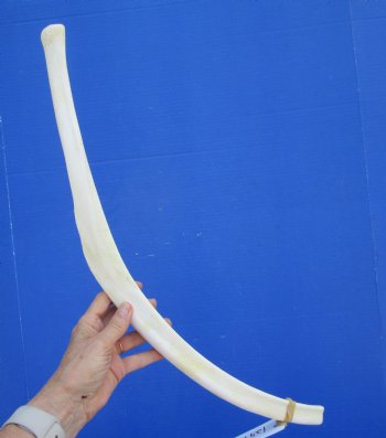 African Giraffe Rib Bone for Crafts (26.25") - Buy for $64.99