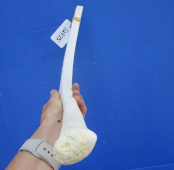 African Giraffe Rib Bone for Crafts (26.25") - Buy for $64.99