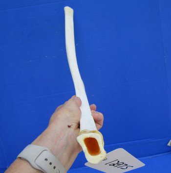 African Giraffe Rib Bone for Crafts (26.25") - Buy for $64.99