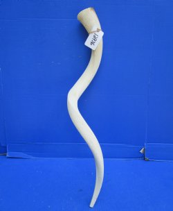 White Kudu Horn Inner Bone Core, 33" - Buy this for $34.99