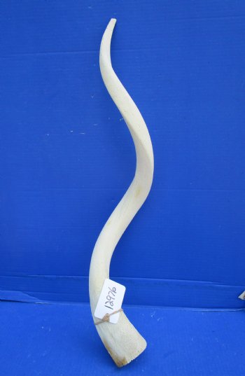 White Kudu Horn Inner Bone Core, 33" - Buy this for $34.99