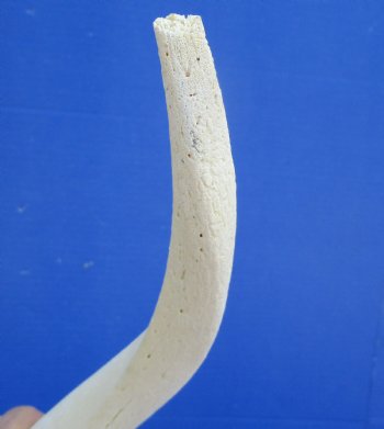 White Kudu Horn Inner Bone Core, 33" - Buy this for $34.99