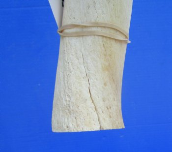 White Kudu Horn Inner Bone Core, 33" - Buy this for $34.99