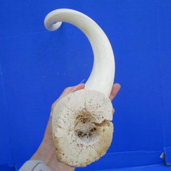 White Kudu Horn Inner Bone Core, 33" - Buy this for $34.99