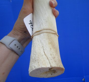 White Kudu Horn Inner Bone Core, 33" - Buy this for $34.99