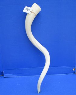 White Kudu Horn Inner Bone Core, 32.5" - Buy this for $34.99