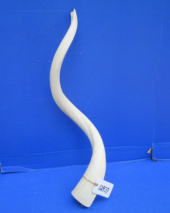 White Kudu Horn Inner Bone Core, 32.5" - Buy this for $34.99