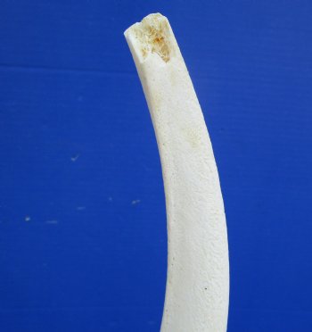 White Kudu Horn Inner Bone Core, 32.5" - Buy this for $34.99