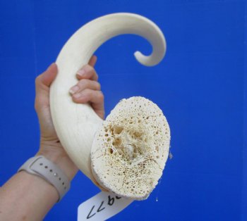 White Kudu Horn Inner Bone Core, 32.5" - Buy this for $34.99