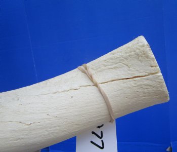 White Kudu Horn Inner Bone Core, 32.5" - Buy this for $34.99