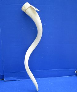 White Kudu Horn Inner Bone Core, 30" - Buy this for $34.99