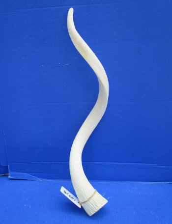 White Kudu Horn Inner Bone Core, 30" - Buy this for $34.99