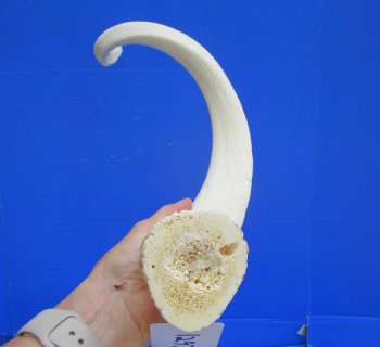 White Kudu Horn Inner Bone Core, 30" - Buy this for $34.99