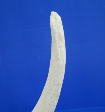 White Kudu Horn Inner Bone Core, 30" - Buy this for $34.99