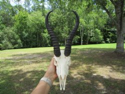  Male Springbok Skull with 10 inches horns <font color=red> Grade B Quality</font> for $59.99