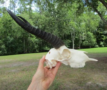  Male Springbok Skull with 10 inches horns <font color=red> Grade B Quality</font> for $59.99