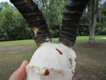  Male Springbok Skull with 10 inches horns <font color=red> Grade B Quality</font> for $59.99