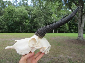  Male Springbok Skull with 10 inches horns <font color=red> Grade B Quality</font> for $59.99