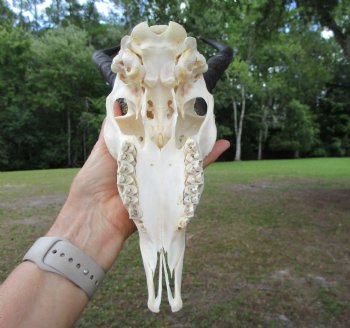 Male Springbok Skull with 10 inches horns <font color=red> Grade B Quality</font> for $59.99