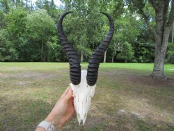  Male Springbok Skull with 11-1/2 inches horns <font color=red> Grade B Quality</font> for $59.99
