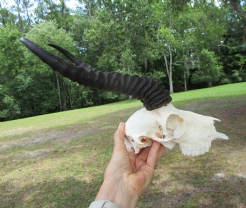  Male Springbok Skull with 11-1/2 inches horns <font color=red> Grade B Quality</font> for $59.99