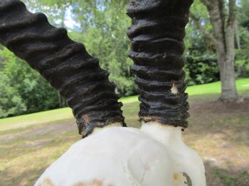  Male Springbok Skull with 11-1/2 inches horns <font color=red> Grade B Quality</font> for $59.99