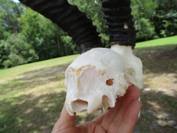  Male Springbok Skull with 11-1/2 inches horns <font color=red> Grade B Quality</font> for $59.99